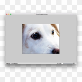 Screen Shot 2015 05 07 At - Dogs Face Clipart