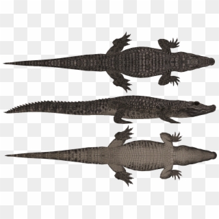 Alligator Drawing Top View Clipart
