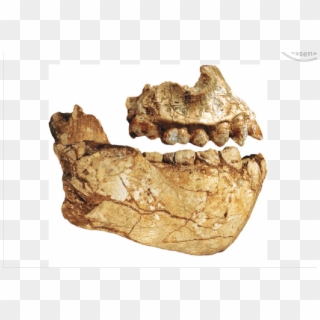 Fossil Jaws And Teeth Of Australopithecus Deyiremeda - Australopithecus Dentes Clipart