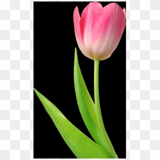 Tulip, Free Pngs - 粉紅 色 鬱金香 Clipart