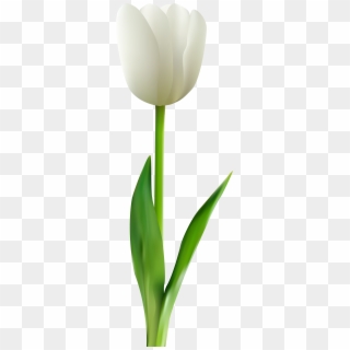 Tulip Flower Clip Art - White Tulip Flower Png Transparent Png