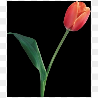 Tulip, Free Pngs - Sprenger's Tulip Clipart