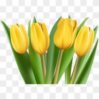 Png Tulips - Sprenger's Tulip Clipart