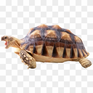Turtle Png - Turtle Clipart