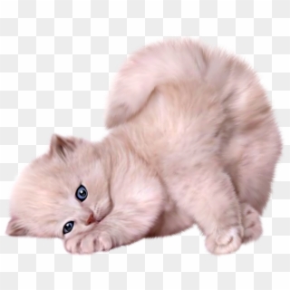 Pinterest Clipart Fluffy Cat - Gatinhos Png Transparent Png