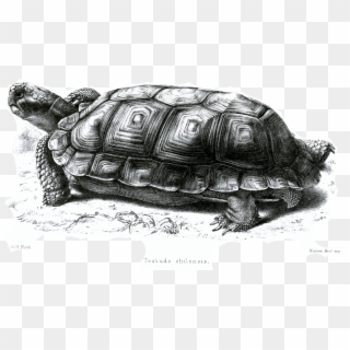 File - Testudochilensisford - Galápagos Tortoise Clipart