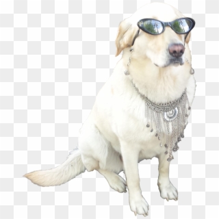 Animalthis Cool - Dog With Sunglasses Transparent Clipart