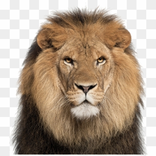 Lion Face White Background , Png Download Clipart