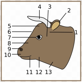 File - Cow, Head-num - Svg - Parts Of Cow Head Clipart