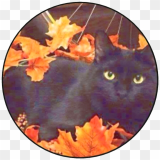 Black Cat Autumn , Png Download Clipart