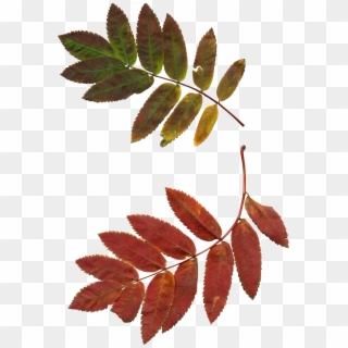 Leaves Autumn Leaves Rowan Clipart 1021412 - Jarzębina Liście - Png Download