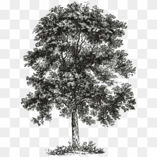 Smock Ash Tree Motif - Ash Tree Black And White Clipart
