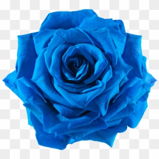 Blue Rose Flower Png - Blue Flowers Png Transparent Clipart