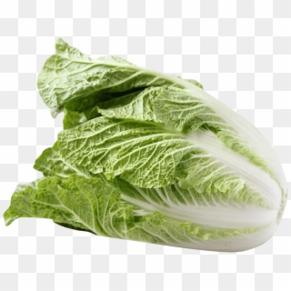 Free Png Napa Cabbage Png Images Transparent - Romaine Lettuce Clipart