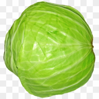 Pluspng - Cabbage Png - Cabbage Png Clipart