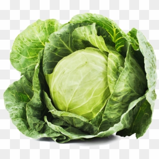 Cabbage Transparent Image - Cabbage Transparent Clipart