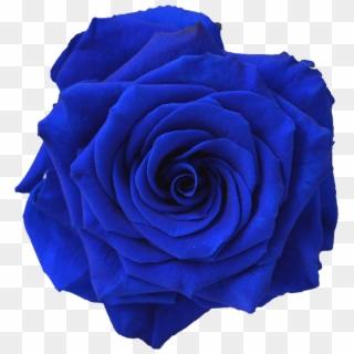 Blue Rose Flower Navy Blue Clip Art - Dark Blue Flower Png Transparent Png
