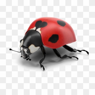 Ladybug Png Pic - Ladybug Psd Clipart