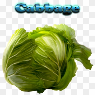Cabbage Free Download Png - Cabbage With Name Clipart