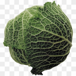 Large Cabbage - Couve De Bruxelas Png Clipart