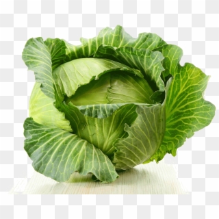 Cabbage Png Image - Mot So Loai Rau Clipart