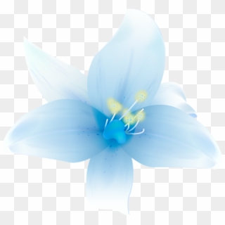 Large White Lilium Clipart - White Blue Flower Png Transparent Png