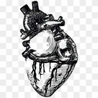 Real Human Heart Drawing At Getdrawings - Realistic Heart Line Art Clipart