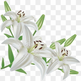 Lily Icon - White Lily Flower Png Clipart