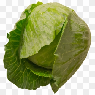 Cabbage - Collard Greens Clipart