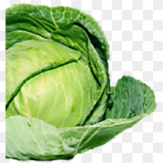 Brussel Sprout Transparent Background Clipart