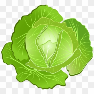 Repolho - Transparent Background Lettuce Clipart - Png Download