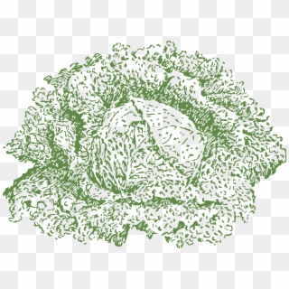 This Free Icons Png Design Of Savoy Cabbage Clipart