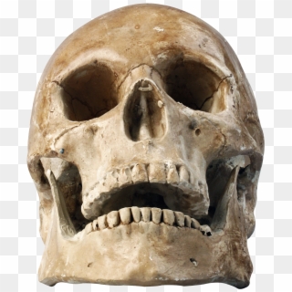 Skull Png Transparent Image - Human Skull Png Clipart