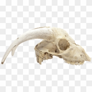 Cabinet Of Curiosities - Animal Skull Png Clipart