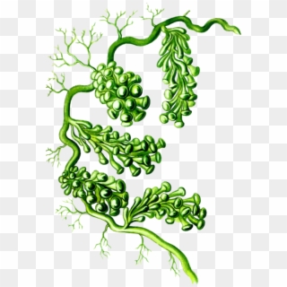 Caulerpa Racemosa Art Forms In Nature Algae Seaweed - Caulerpa Racemosa Png Clipart