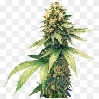 Cannabis Png Clipart - Cannabis Plant Png Transparent Png