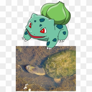A Snapping Turtle Bearing A Growth Of Algae Is One - Pokemon Water Turtle Clipart