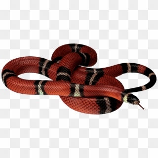 Gucci Snake Png - Black And Red Snake Png Clipart