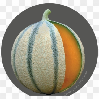 Accueil - Melon De Cavaillon Clipart
