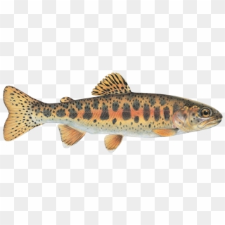 Trout Png - Redband Trout Of The Columbia River Basin Clipart
