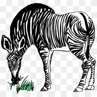 Free Zebra Clipart - Zebra Eating Grass Clipart - Png Download