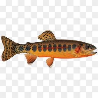 Sign Up For Season - California Golden Trout Clipart