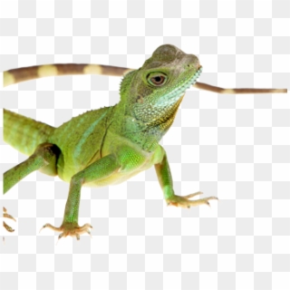 Green Iguana Clipart Transparent Background - Phylogeny Lizard Dog Frog - Png Download
