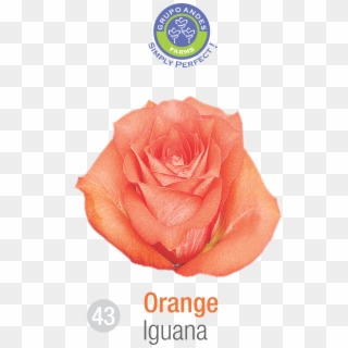 Rosa Variedad Iguana Grupo Andes Farms - Variedad De Rosa Salma Clipart