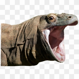 Komodo Dragon Clipart