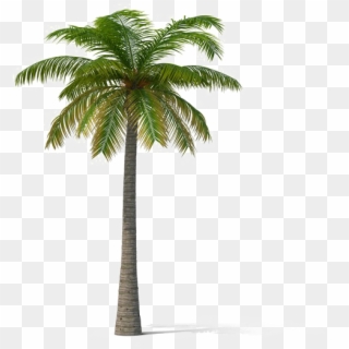 Free Coconut Tree Png Transparent Images Pikpng
