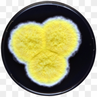 Aspergillus Caperatus Yes - Heart Clipart