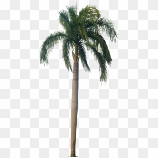 434 X 859 8 - Royal Palm Tree Png Clipart