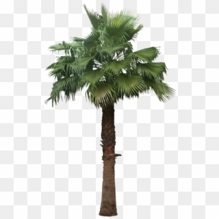 527 X 855 7 - Washingtonia Robusta Palm Png Clipart