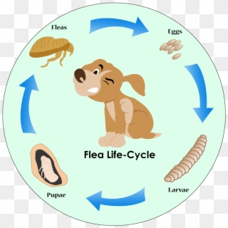 Best Flea Prevention For Dogs - Primo Cycles Clipart